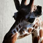 Giraffen Portrait