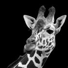 Giraffen-Portrait