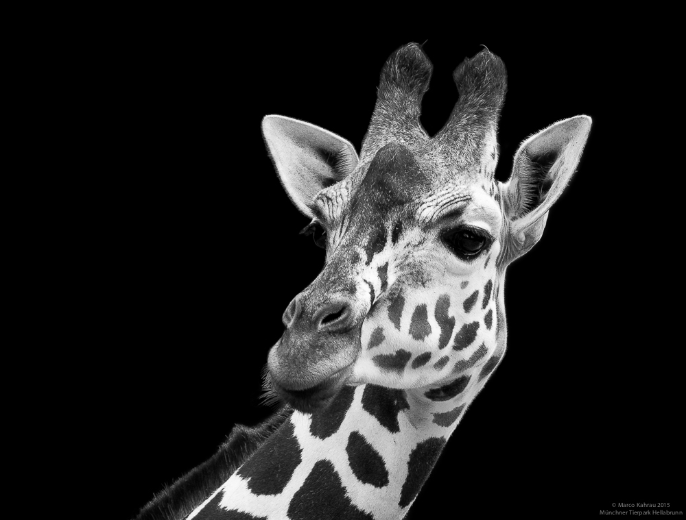 Giraffen-Portrait
