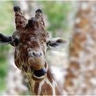 Giraffen-Portrait