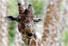 Giraffen-Portrait