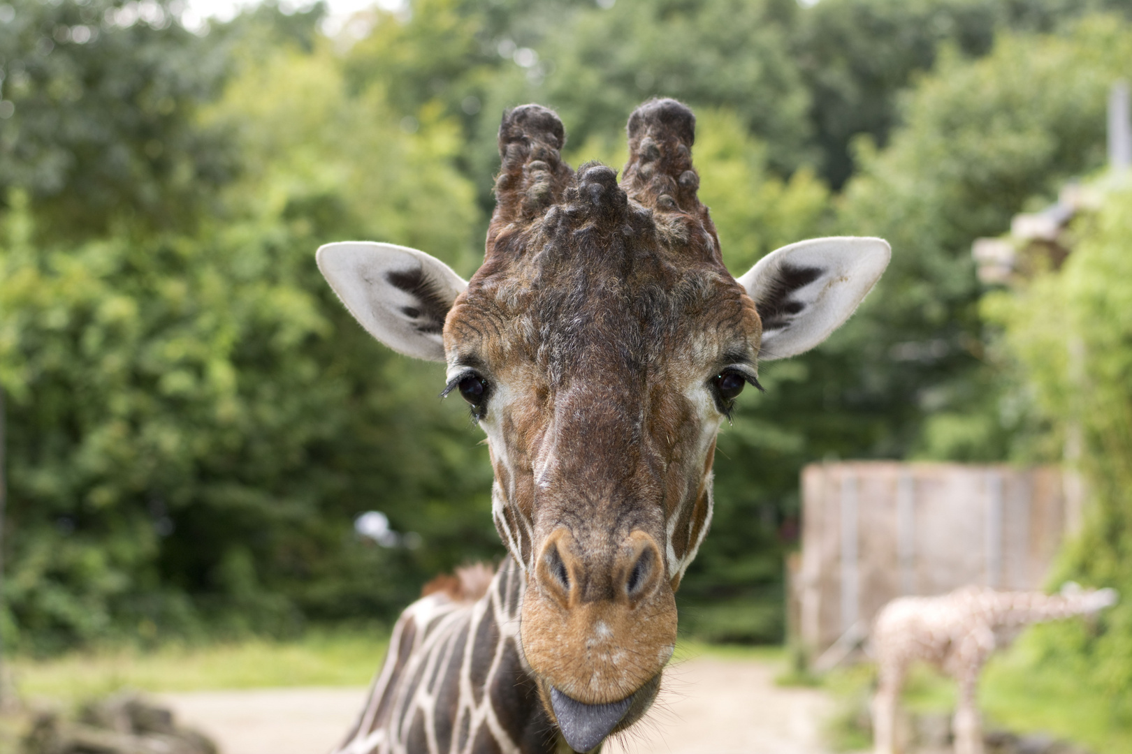 Giraffen Portrait