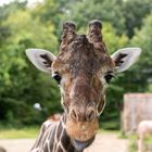 Giraffen Portrait