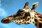 Giraffen Portrait von Darklord 666 