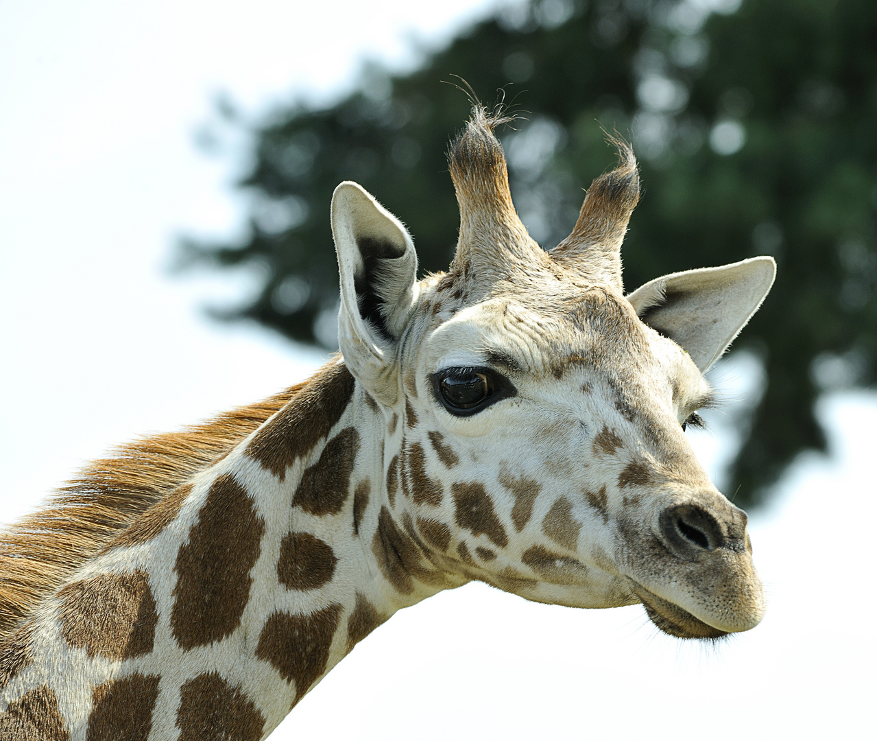 Giraffen Portrait