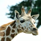 Giraffen Portrait