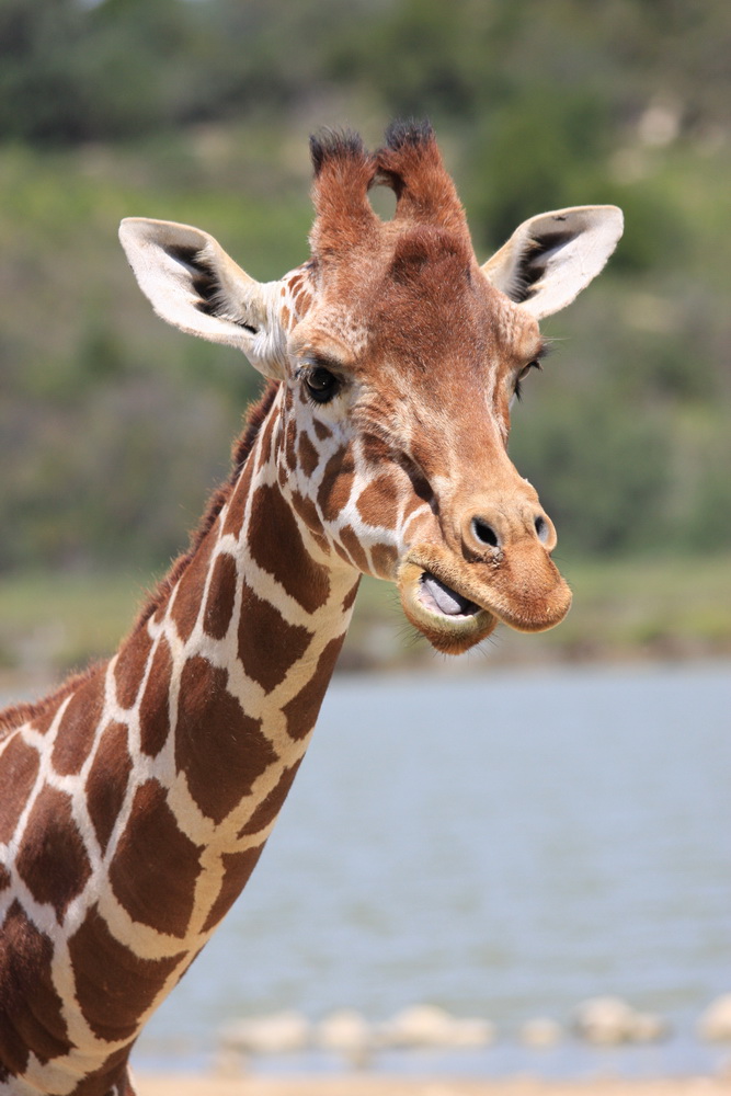Giraffen Portrait Foto & Bild | tiere, zoo, wildpark & falknerei