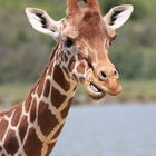 Giraffen Portrait