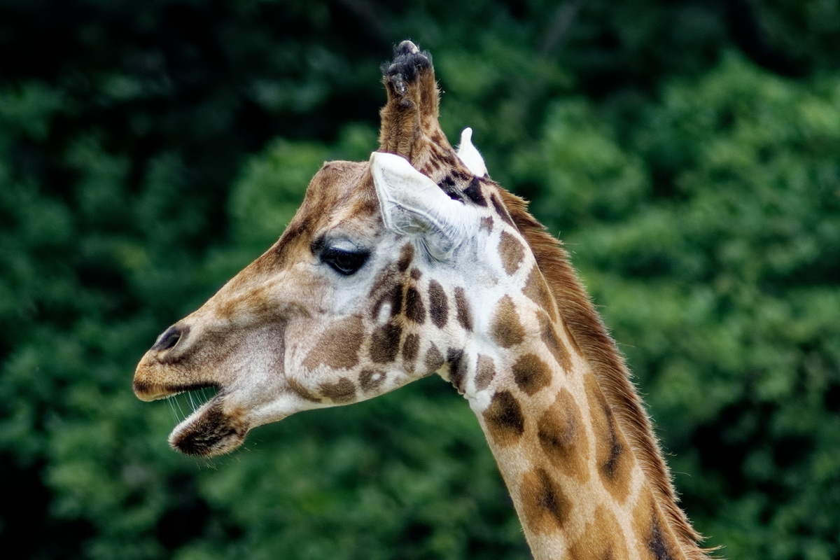 Giraffen Portrait