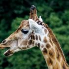 Giraffen Portrait