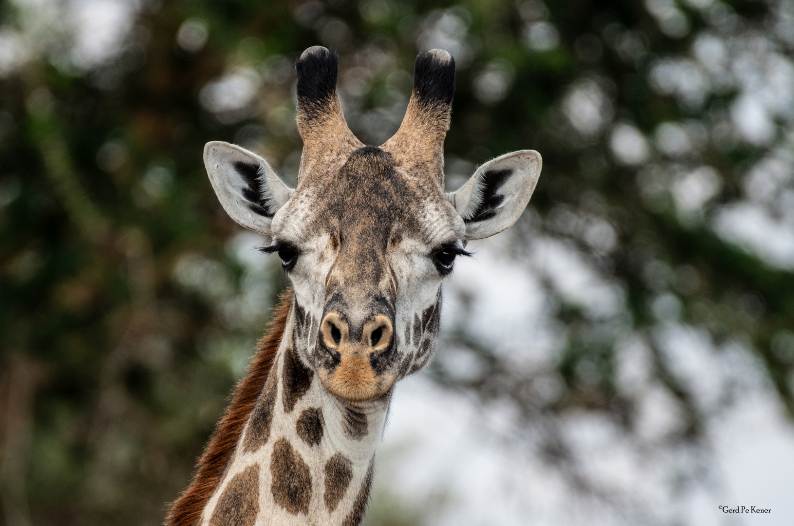 Giraffen Portrait