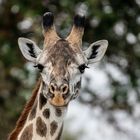 Giraffen Portrait