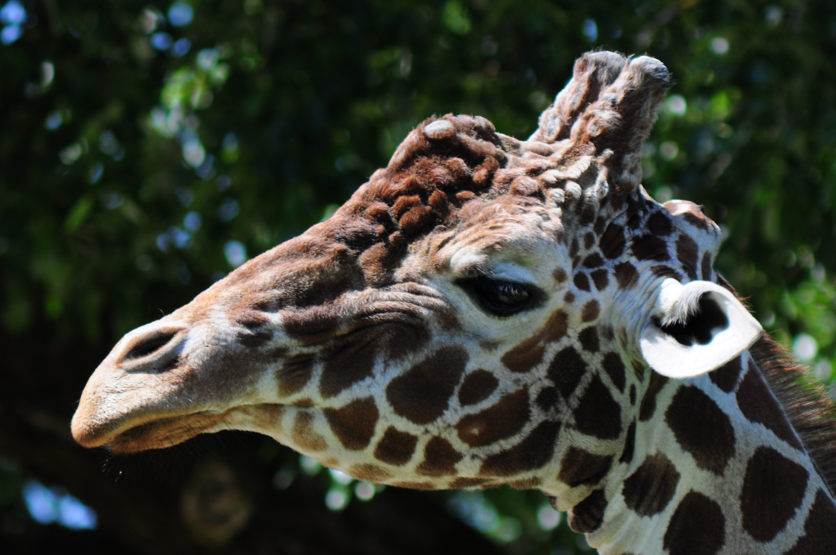 Giraffen-Portrait