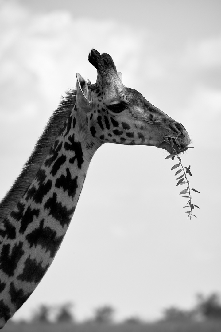 Giraffen Portrait (SW)
