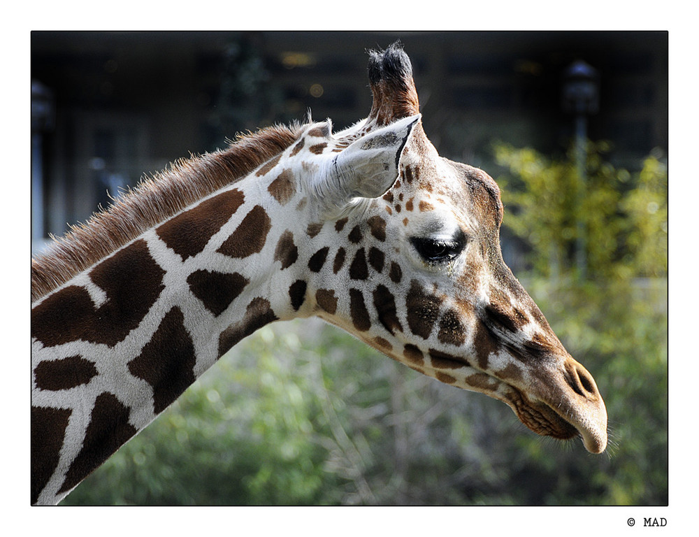 Giraffen Schönheit