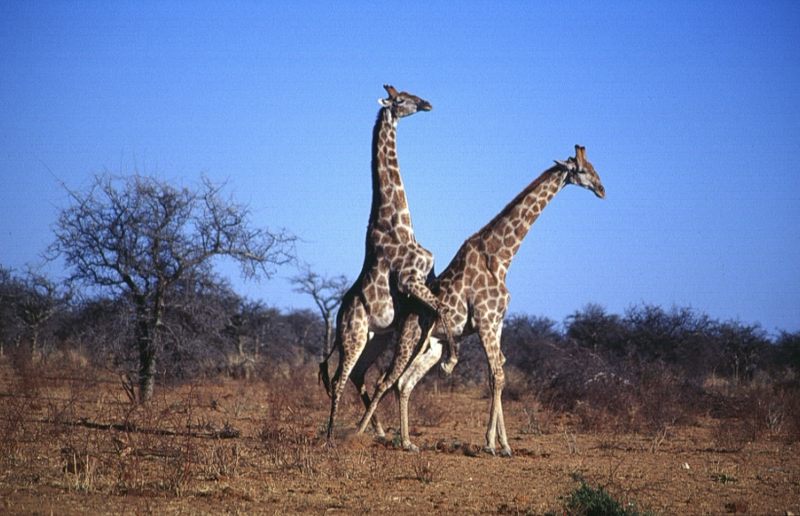 Giraffen Sex Foto And Bild Africa Southern Africa Namibia Bilder Auf Fotocommunity 