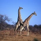 Giraffen-Sex