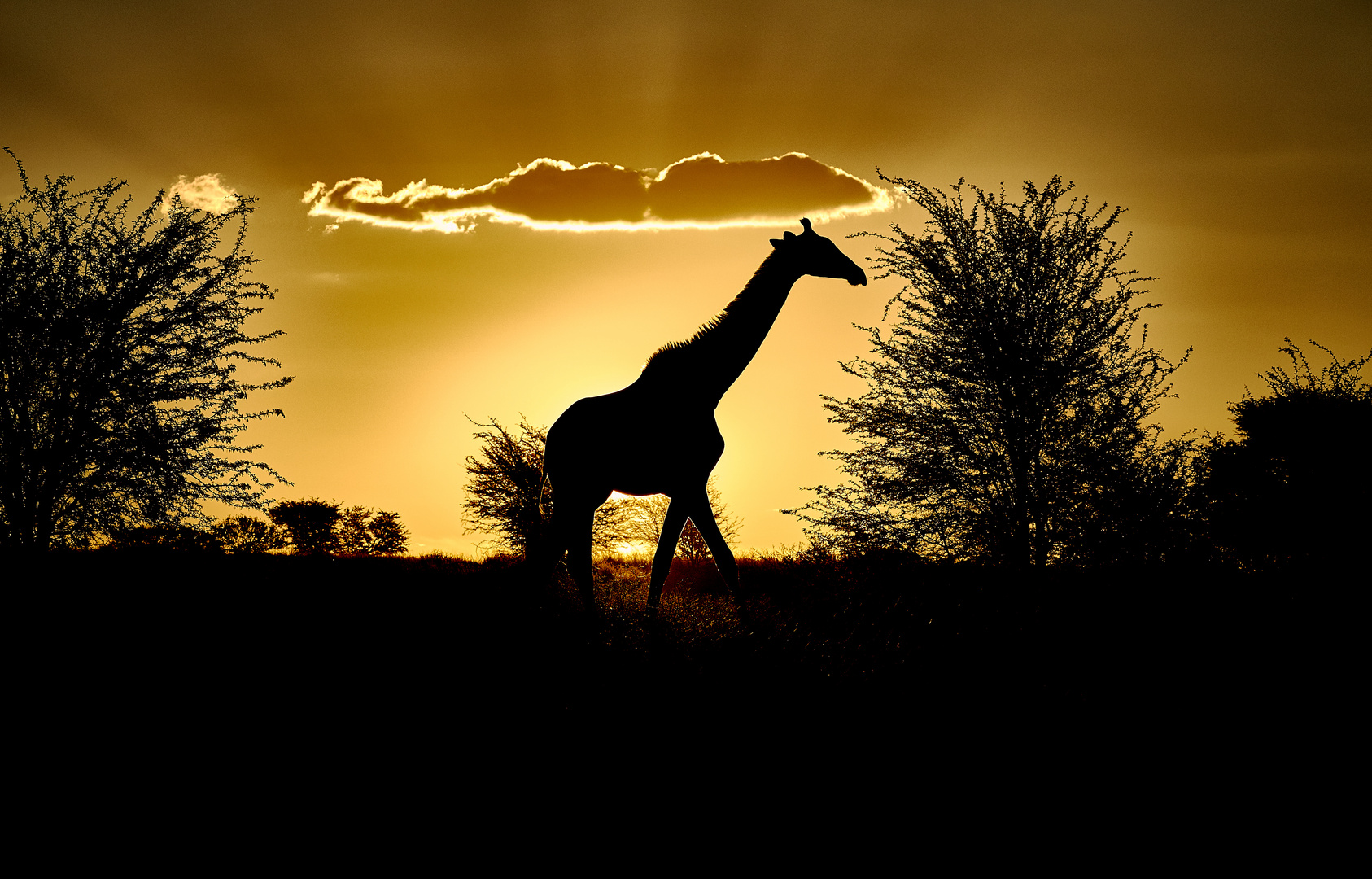 Giraffen-Silhouette