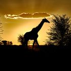 Giraffen-Silhouette