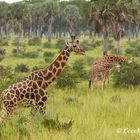 Giraffen sind cool