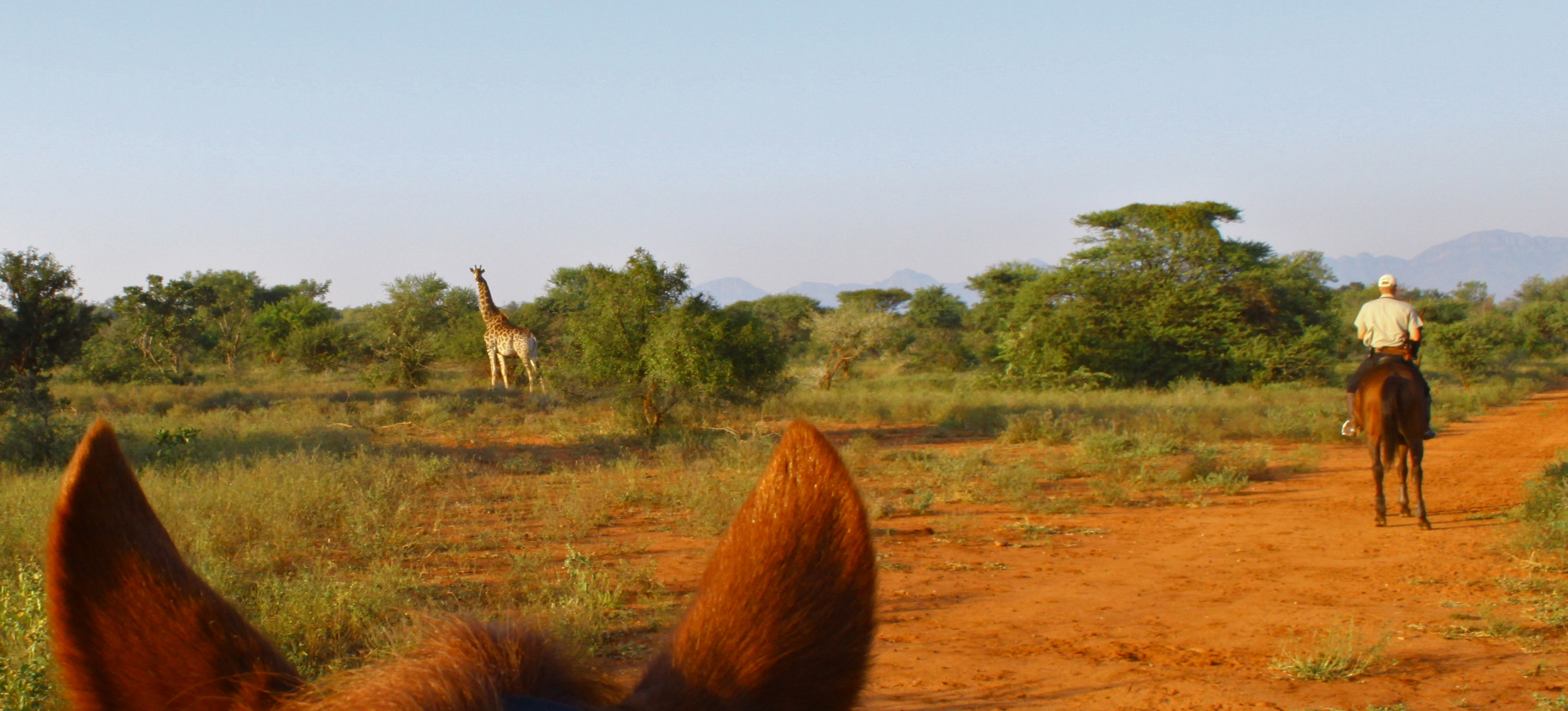 Giraffen sind neugierig - Reitsafari auf Wait a little