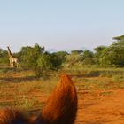 Giraffen sind neugierig - Reitsafari auf Wait a little