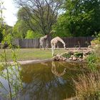 Giraffen sind wirklich wunderschöne Tiere