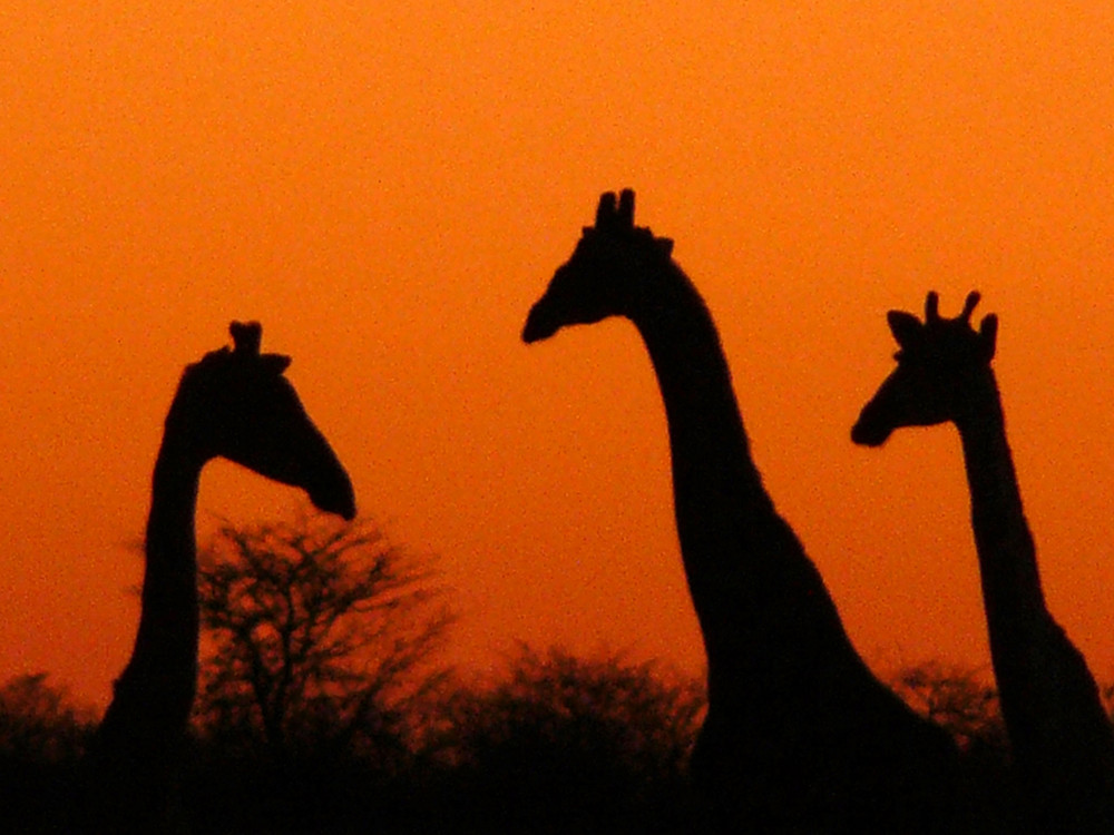 Giraffen Sonnenuntergang Namibia