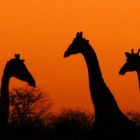 Giraffen Sonnenuntergang Namibia