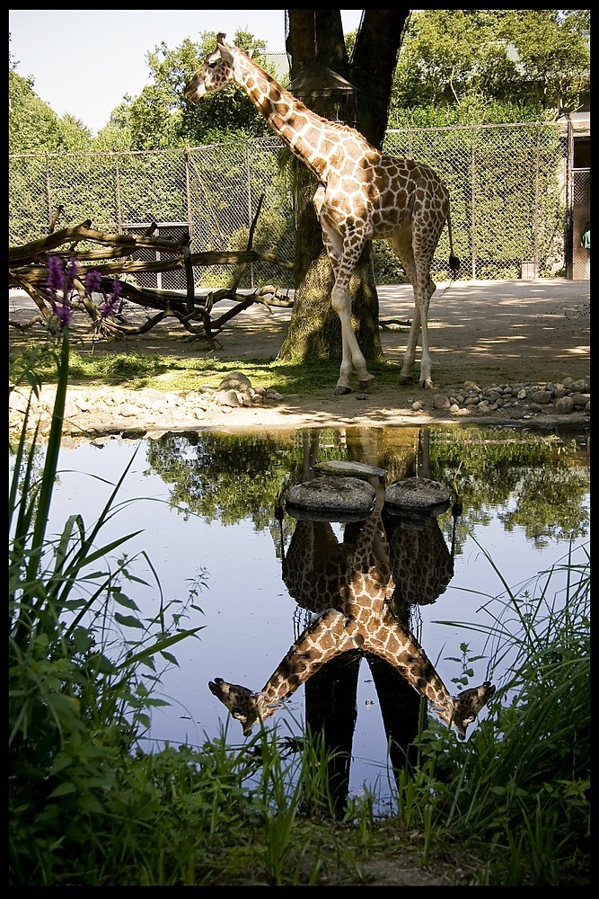 Giraffen-Spiegel