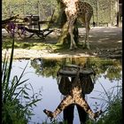 Giraffen-Spiegel