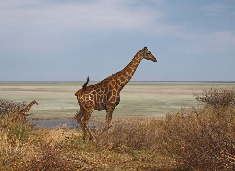 Giraffen-Sprint vor der Etosha-Pfanne