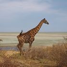 Giraffen-Sprint vor der Etosha-Pfanne