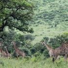 Giraffen Südafrika