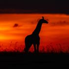 Giraffen Sundown