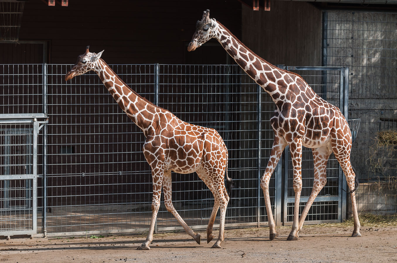 Giraffen synchron