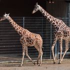 Giraffen synchron