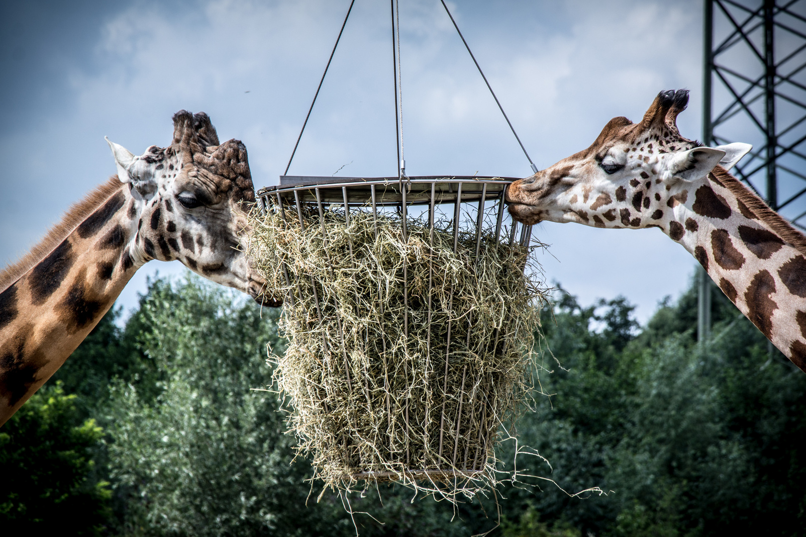 Giraffen Tete a Tete