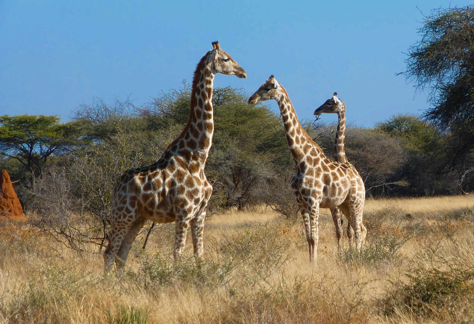 Giraffen-Treff