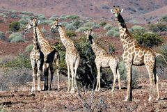Giraffen-Treffen im Damaraland