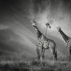 Giraffen-Trio