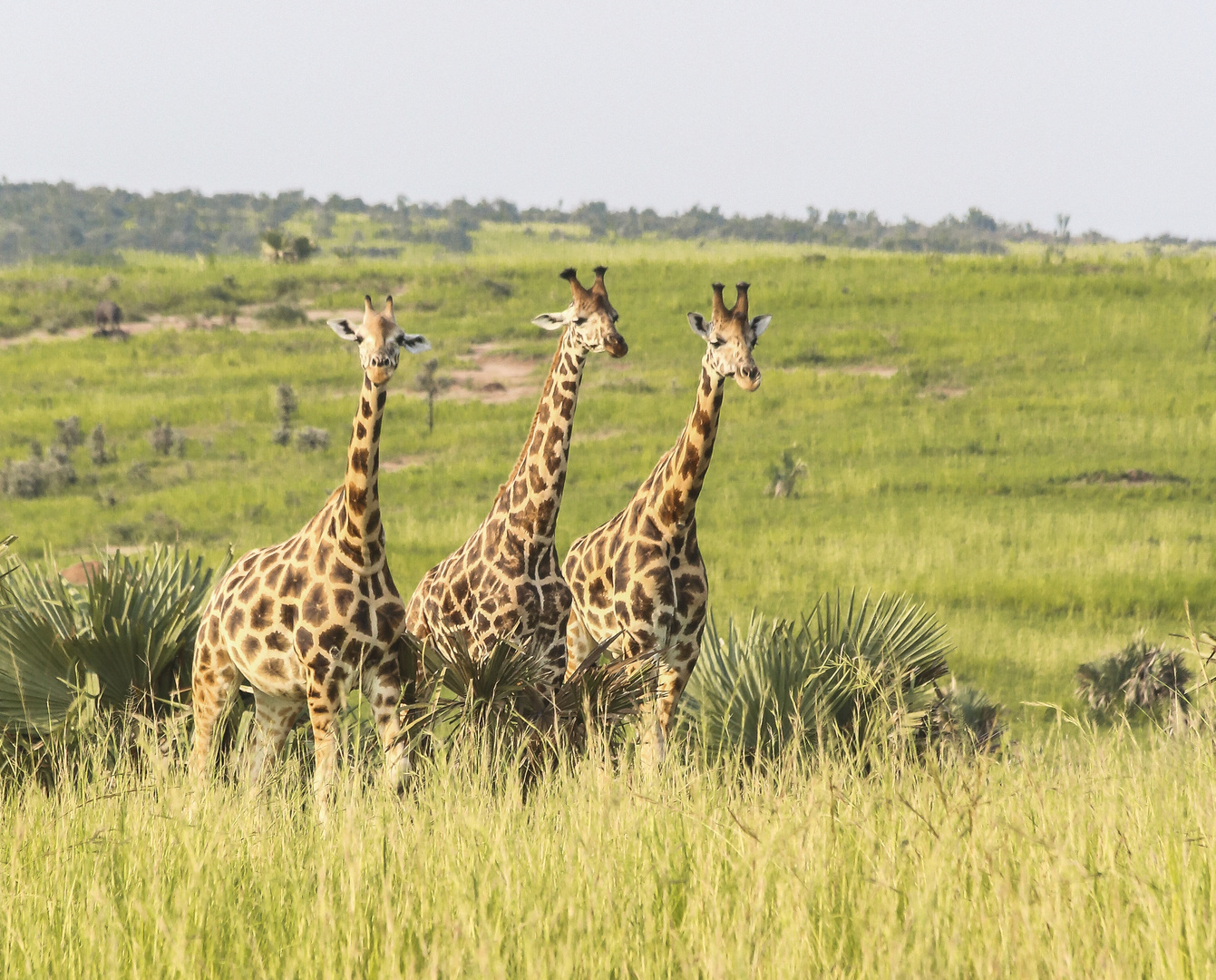 Giraffen Trio