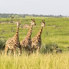 Giraffen Trio