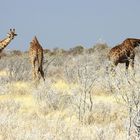 Giraffen überleben bei dieser Futtermöglickeit in der Etoshaa