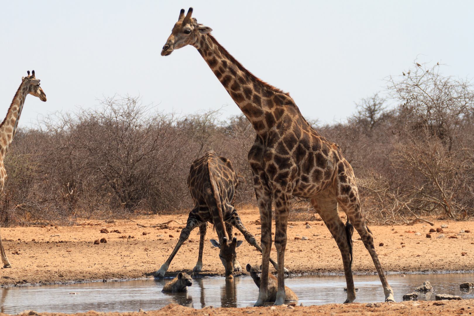 Giraffen und badende Hyänen