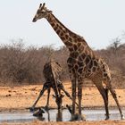 Giraffen und badende Hyänen