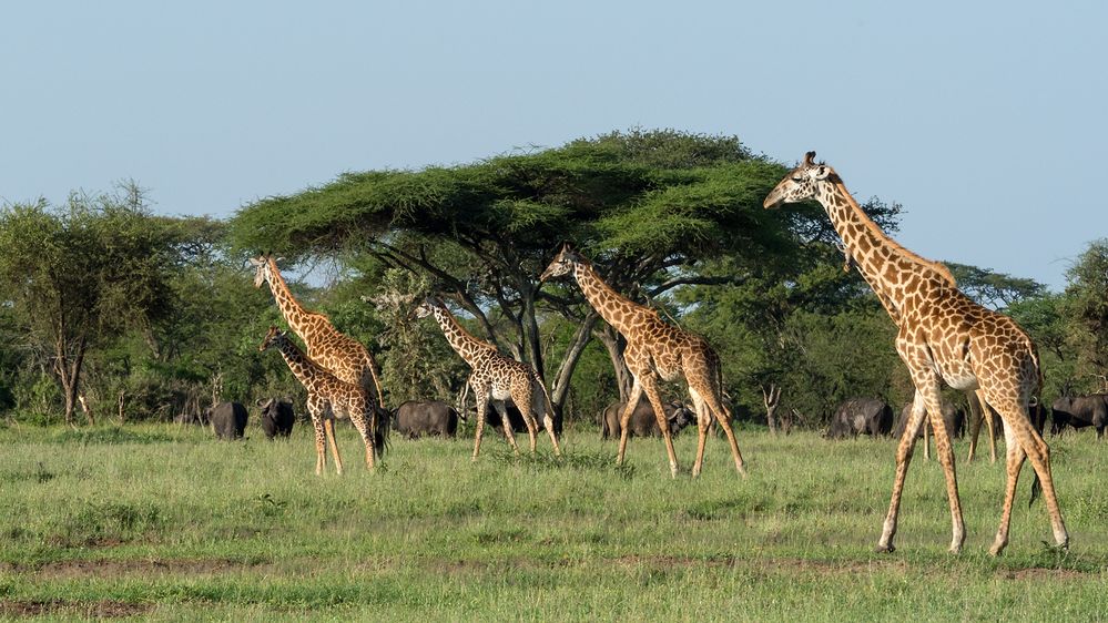 Giraffen und Büffel