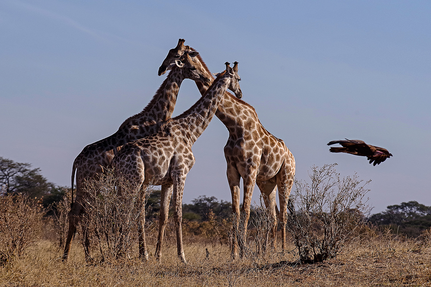 Giraffen und ein Geier