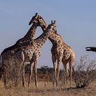 Giraffen und ein Geier