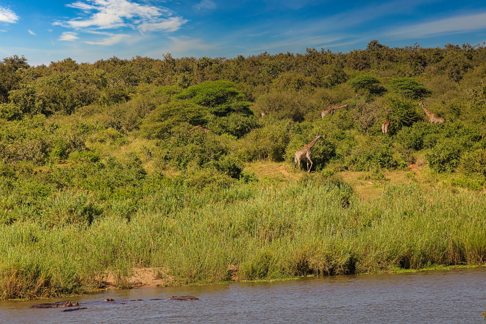 Giraffen und Hippos